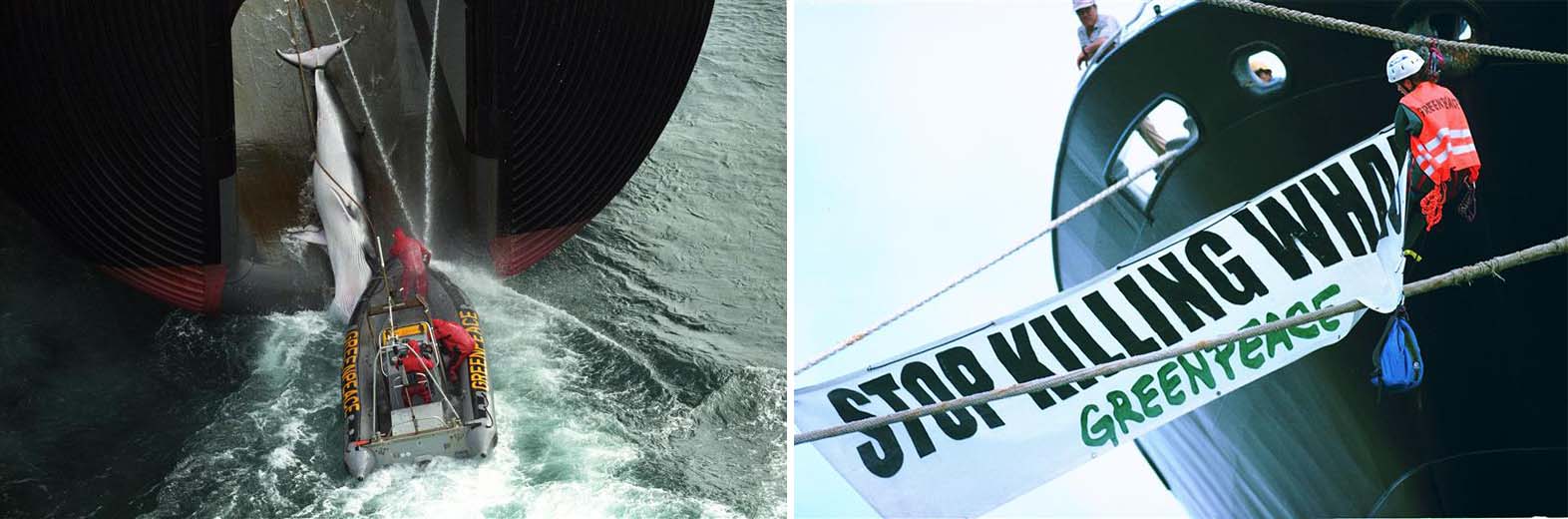 Greenpeace campaigning against whaling