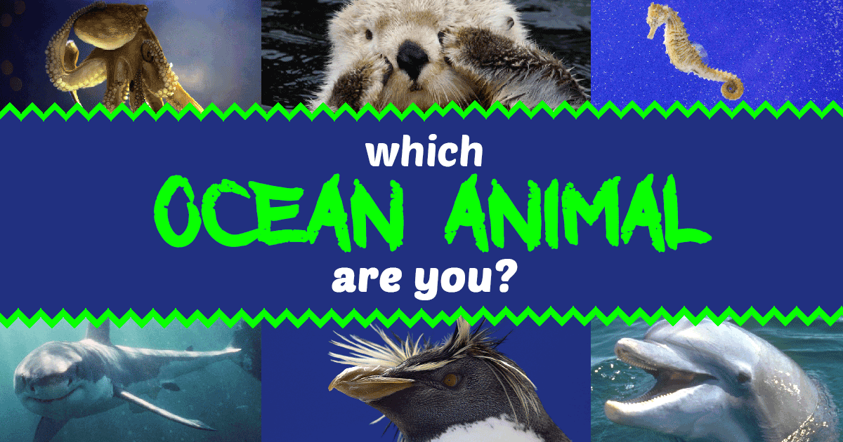 Which ocean animal are you?