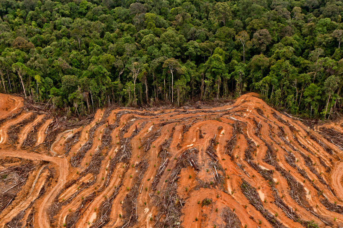 10 things you need to know about deforestation | inc.com